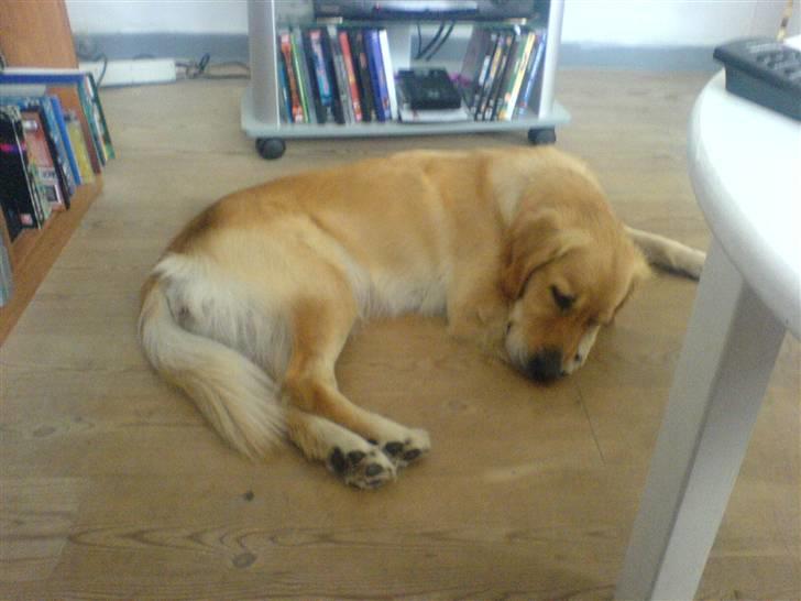 Golden retriever Queenie billede 8