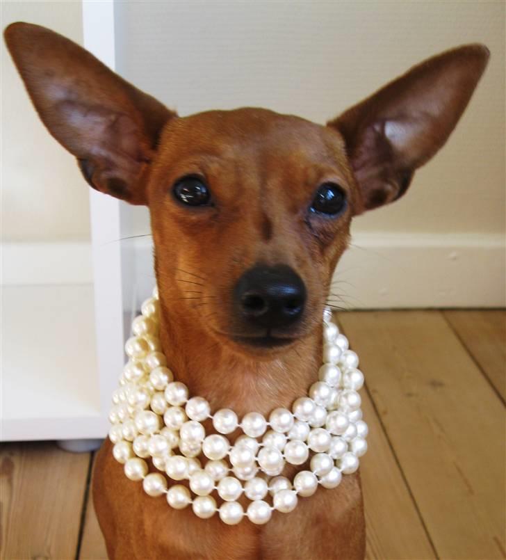 Dvaergpinscher Bailey - mors lille hund :) billede 13