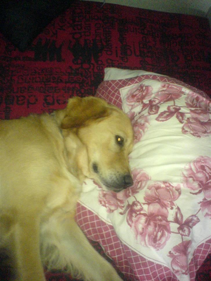 Golden retriever Queenie billede 9