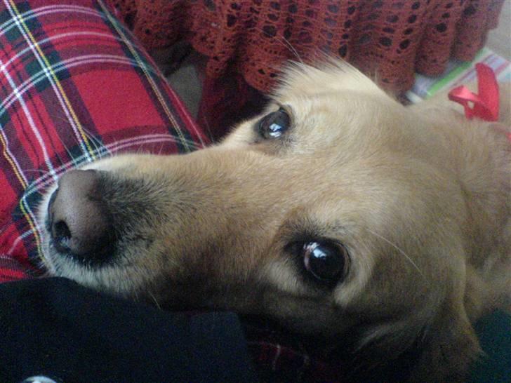 Golden retriever Queenie billede 10