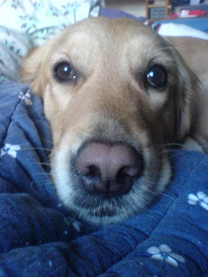 Golden retriever Queenie billede 11