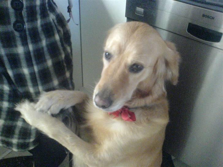 Golden retriever Queenie billede 12