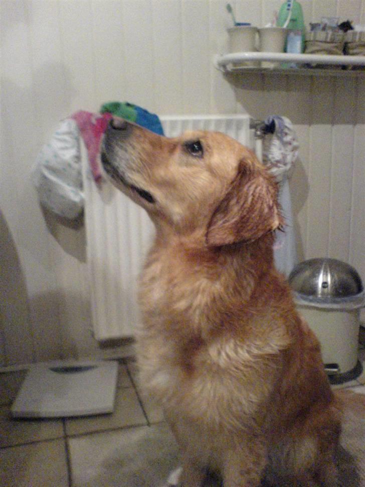 Golden retriever Queenie billede 13