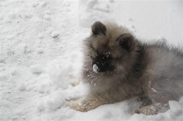 Keeshond Keesho's Gaya - Hvor er det bare sjovt, at lege i sneen. billede 1