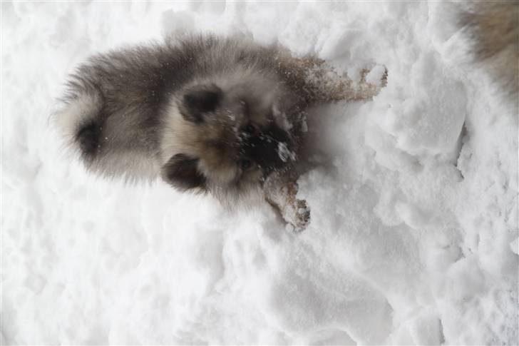 Keeshond Keesho's Gaya - Skal vi lege???? billede 2