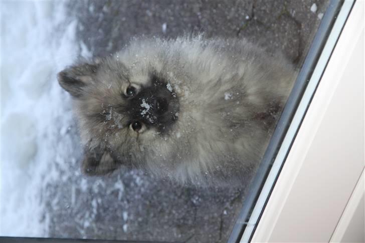 Keeshond Keesho's Gaya - Vil du ikke være sød og lukke mig ind igen? billede 3