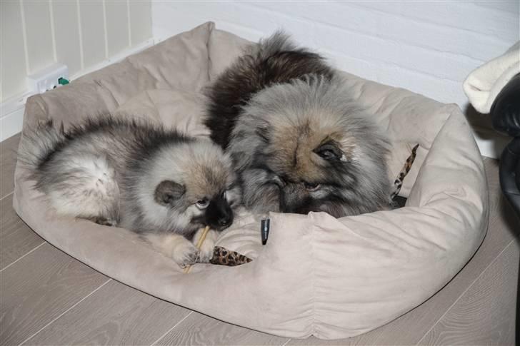 Keeshond Keesho's Gaya - Hygger med min faster, hun er nu sød at dele kurv med mig. billede 4