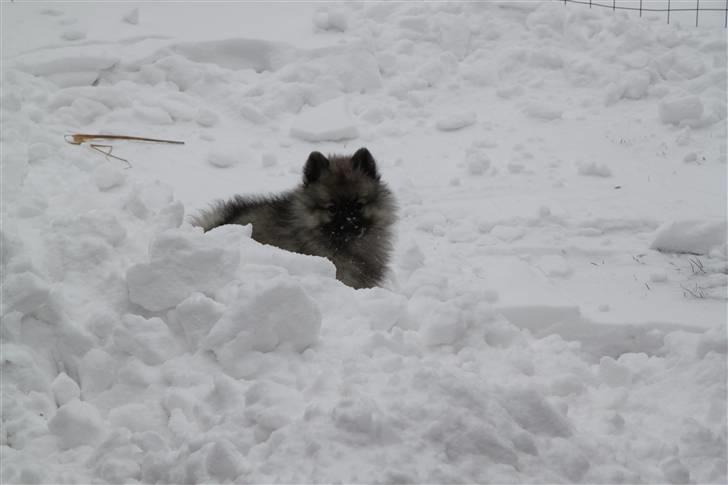 Keeshond Keesho's Gaya - kuk kuk. billede 5