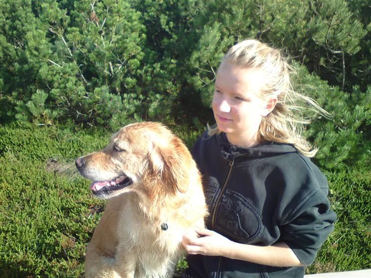 Golden retriever Queenie billede 14