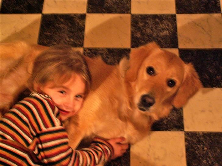 Golden retriever Queenie billede 16