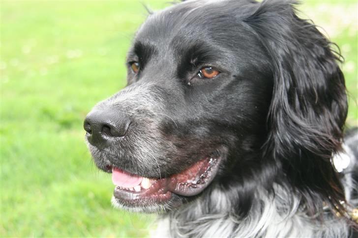 Blanding af racer Felix billede 1