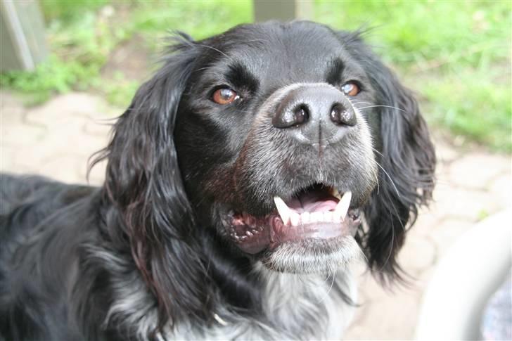 Blanding af racer Felix billede 2