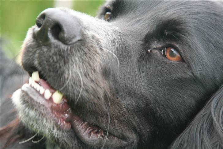 Blanding af racer Felix billede 3