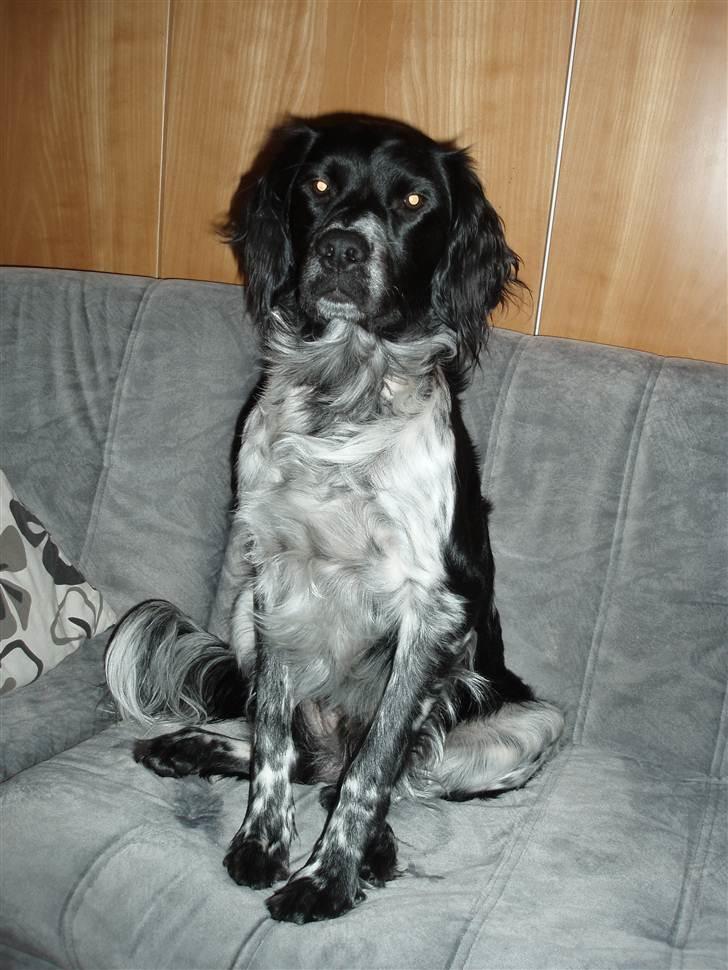 Blanding af racer Felix billede 4