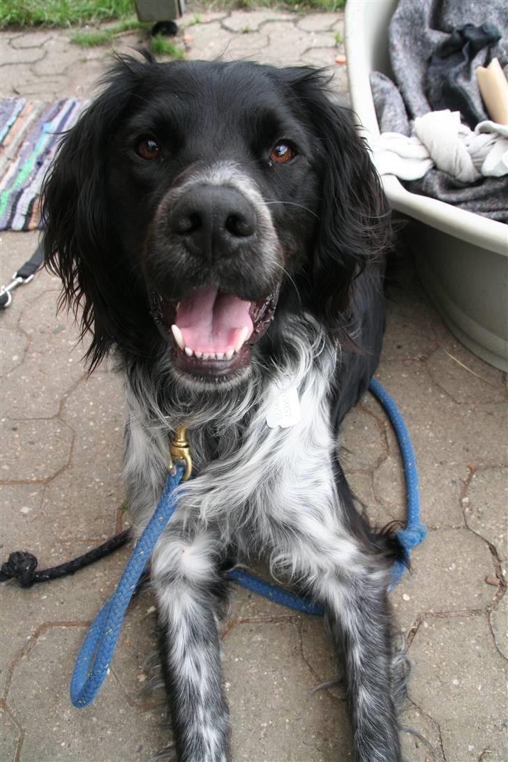 Blanding af racer Felix billede 5