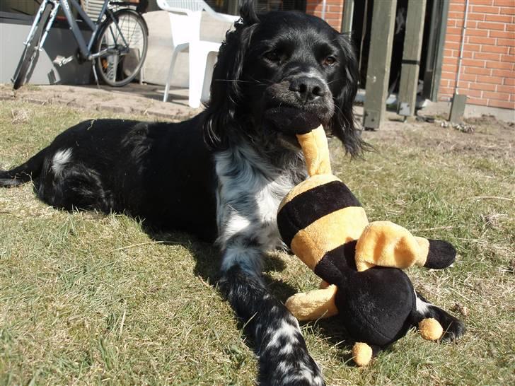 Blanding af racer Felix billede 6