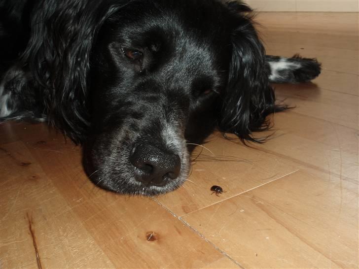 Blanding af racer Felix billede 7