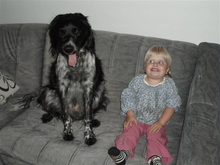 Blanding af racer Felix billede 8