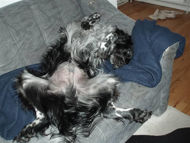 Blanding af racer Felix billede 9