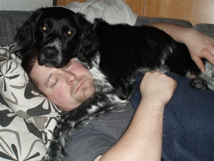 Blanding af racer Felix billede 10