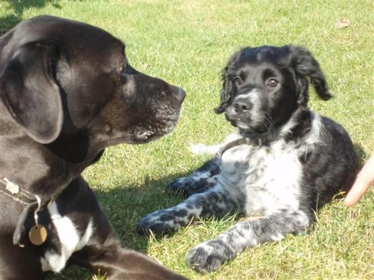 Blanding af racer Felix billede 14