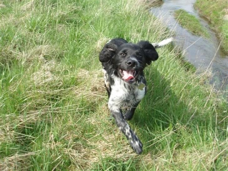 Blanding af racer Felix billede 15