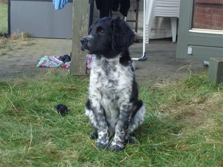 Blanding af racer Felix billede 16