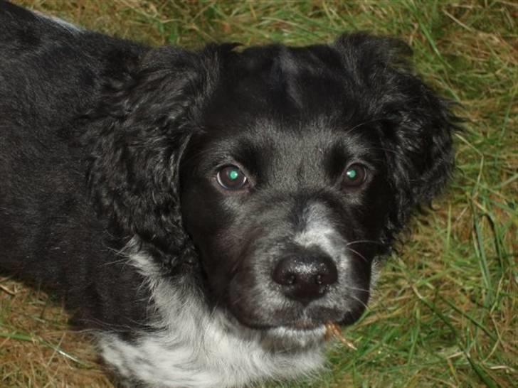 Blanding af racer Felix billede 18