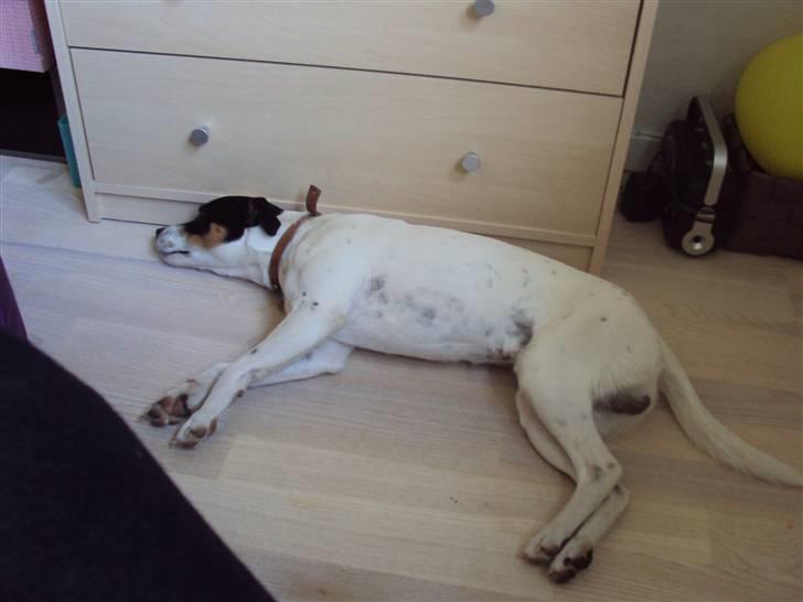 Blanding af racer Olsen - Det er min dejlig hund Olsen:) han elsker at sove på det varme gulv:) billede 1