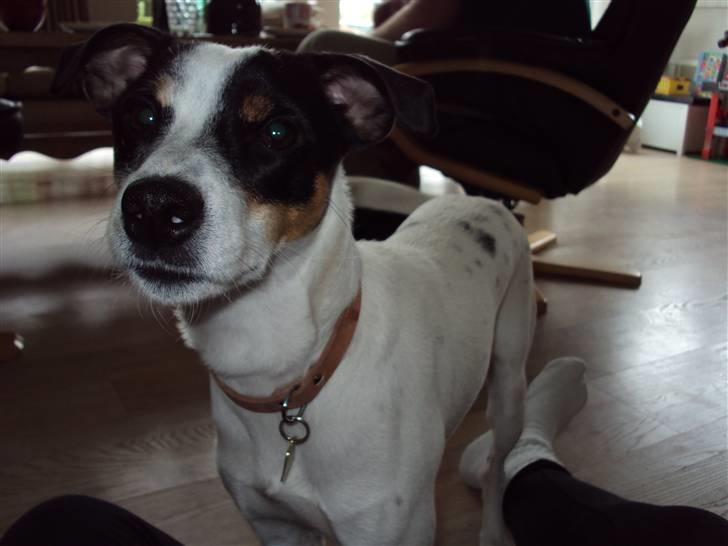 Blanding af racer Olsen - han synes at det er sjovt at blive taget billeder af:) billede 2