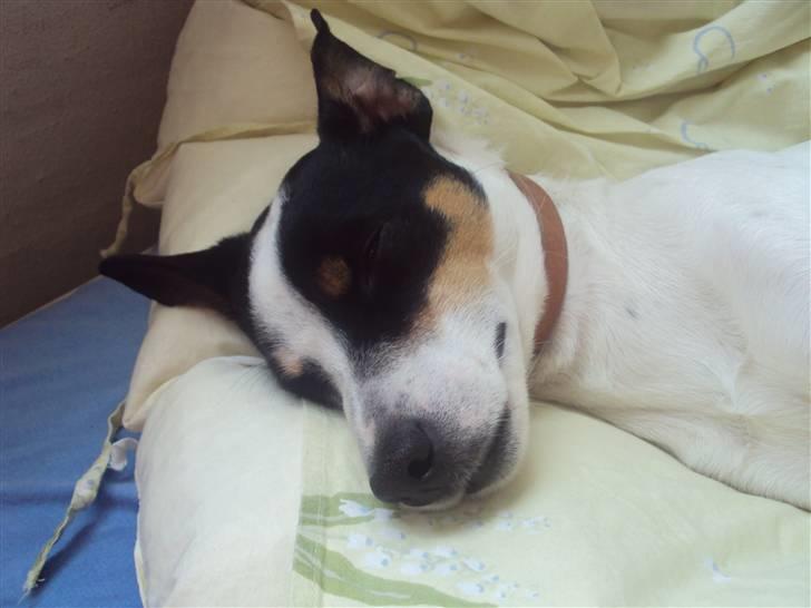 Blanding af racer Olsen - han elsker min seng:) billede 3