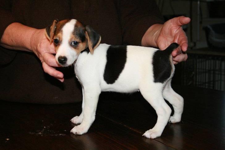 Dansk svensk gaardhund MyBonnie JulietteJulerose - Lille Jette bare 8 uger billede 7