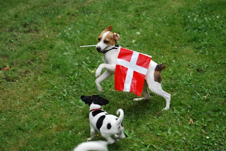 Dansk svensk gaardhund MyBonnie JulietteJulerose - Jette 9 mdr. Ellevild af glæde over O-hvalpene rejser billede 8