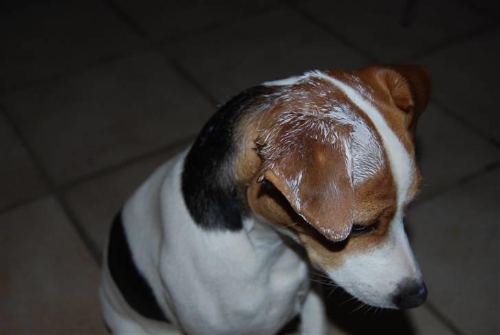 Dansk svensk gaardhund MyBonnie JulietteJulerose - Jette  var lærling mens jeg malede køkken billede 9