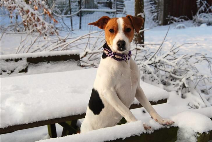 Dansk svensk gaardhund MyBonnie JulietteJulerose - Jette 1 år billede 10