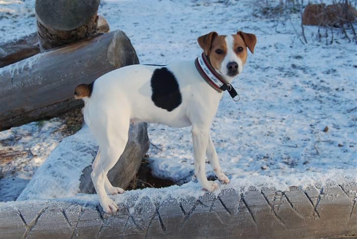 Dansk svensk gaardhund MyBonnie JulietteJulerose - Jette 13 mdr billede 11