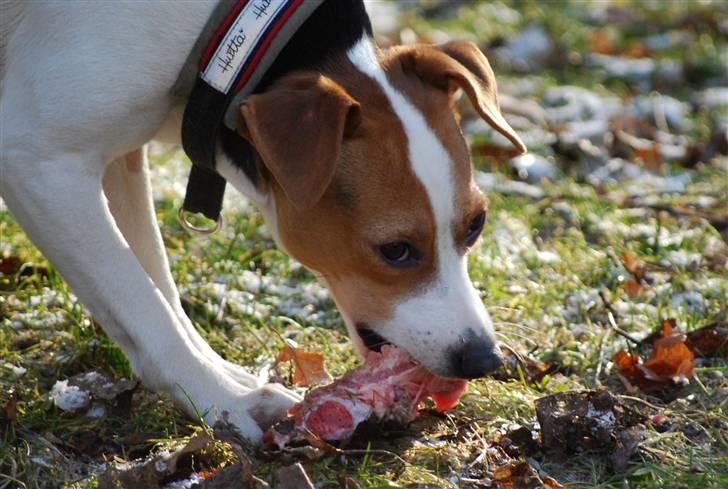 Dansk svensk gaardhund MyBonnie JulietteJulerose - Jette 14 mdr. nyder lørdagsslik billede 12