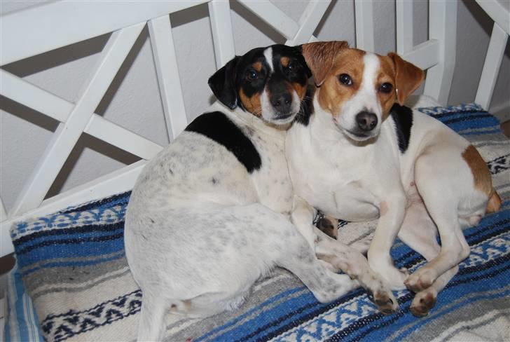 Dansk svensk gaardhund MyBonnie JulietteJulerose - Gårdbanditten Otto Leisner på vinterferie ,  billede 13