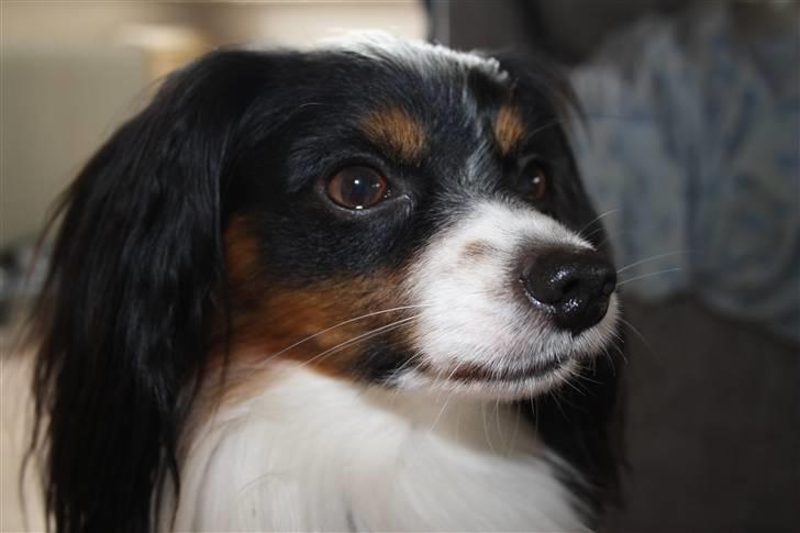 Phalene Butterfly's Casanova billede 2