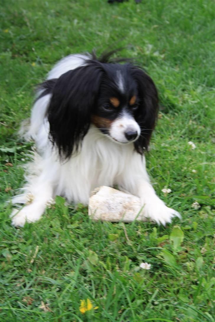 Phalene Butterfly's Casanova billede 6