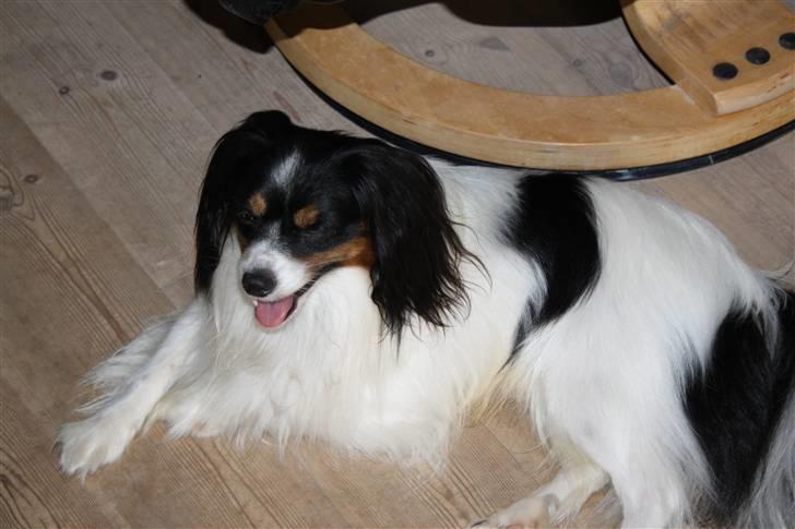 Phalene Butterfly's Casanova billede 12