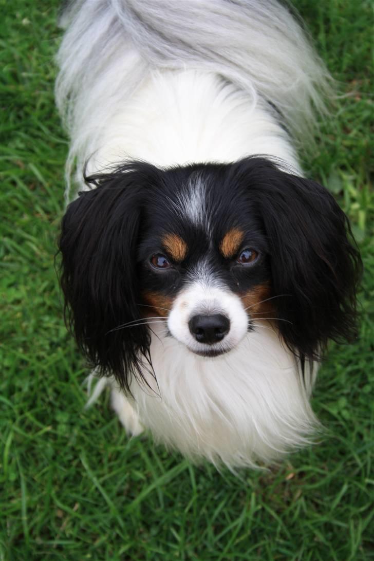 Phalene Butterfly's Casanova billede 7