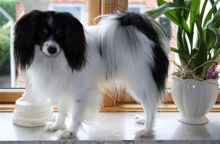 Phalene Butterfly's Casanova billede 3