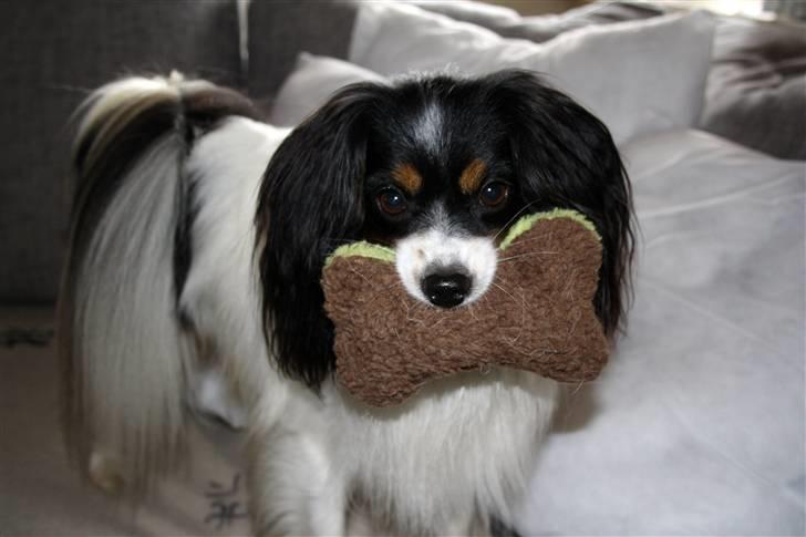 Phalene Butterfly's Casanova - er jeg ikke bare sød :) billede 1