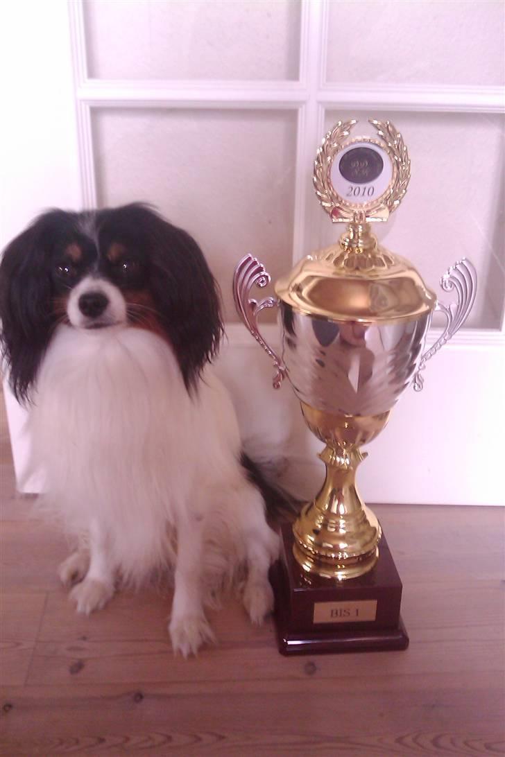 Phalene Butterfly's Casanova billede 13