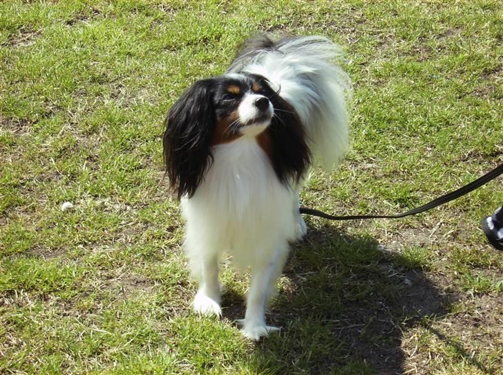 Phalene Butterfly's Casanova billede 8