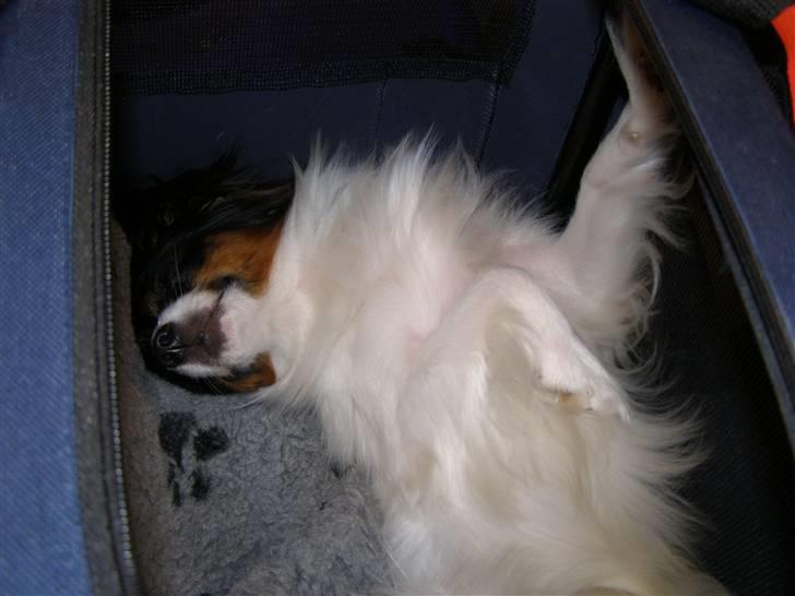 Phalene Butterfly's Casanova - udstillinger er altså hårde, så jeg tager mig altså lige en lur billede 14