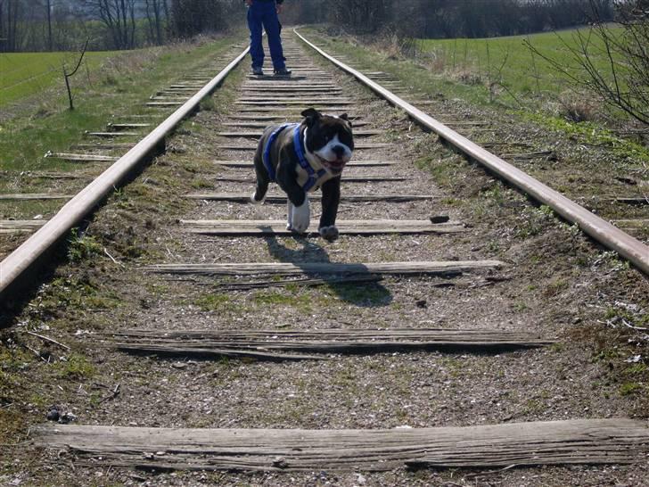 Olde english bulldogge Moris ( RIP ) billede 12