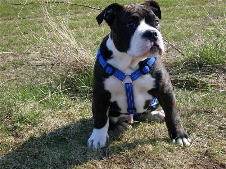Olde english bulldogge Moris ( RIP ) billede 13