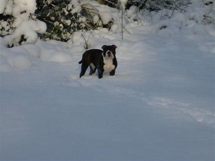 Olde english bulldogge Moris ( RIP ) billede 14